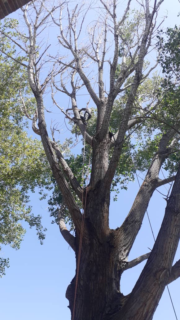 Ortega's Tree Experts Image